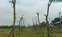 Hàng loạt cây xanh ở cửa ngõ phía Nam Thừa Thiên Huế tróc vỏ, chết khô