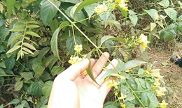 Một người tử vong, 4 người ngộ độc nặng do ăn nhầm lá ngón