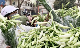 Hoa loa kèn đầu mùa, giá thành khá cao nhưng chị em Hà thành vẫn tấp nập đặt mua