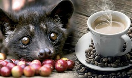 Kêu gọi dừng uống cà phê chồn để bảo vệ động vật hoang dã