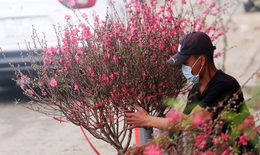 Chuyện lạ: Hoa đào, mai trắng vẫn nở rộ, bày bán đầu tháng 3 ở Hà Nội