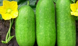 Bí đao không chỉ mát, bổ mà còn là thuốc quý
