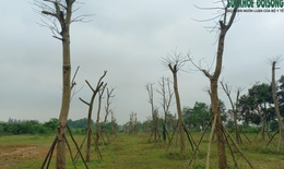 Thông tin bất ngờ vụ hàng loạt cây xanh ở Thừa Thiên Huế tróc vỏ, chết khô 