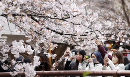 Giới trẻ Nhật Bản th&#237;ch th&#250; chụp ảnh dưới những t&#225;n hoa anh đ&#224;o đẹp m&#234; mẩn