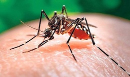 Các biến chứng nguy hiểm do sốt xuất huyết 
