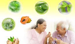Thảo dược quý cho người bệnh viêm đại tràng mãn tính
