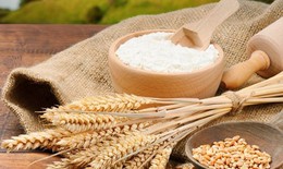 Argentina là nước đầu tiên cấp phép trồng lúa mì biến đổi gene 
