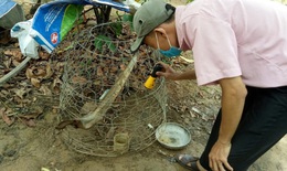 Sốt xuất huyết tăng ở Bình Định, hướng dẫn học sinh diệt muỗi…
