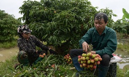 Vải u trứng trắng đầu vụ bán được 100.000 đồng/kg, người nông dân phấn khởi