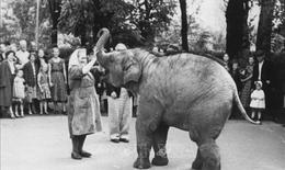 Chuyện hai chú voi Bác Hồ tặng Vườn bách thú Leningrad