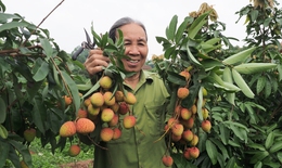 Vải thiều sai trĩu quả, đẹp mê mẩn, không thuốc bảo vệ thực vật ở Tân Yên chờ ngày xuất ngoại