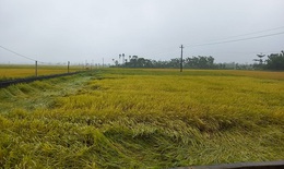Hàng nghìn ha lúa sắp thu hoạch ngã đổ do mưa lớn bất thường