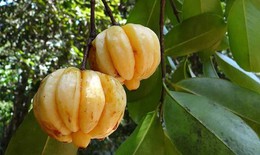 3 bài thuốc trị suy dinh dưỡng ở trẻ em