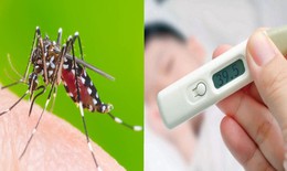 Sốt xuất huyết ở người lớn: Triệu chứng, biến chứng và cách xử trí đúng khi mắc sốt xuất huyết
