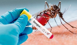Hứa hẹn phát triển vaccine ngừa sốt xuất huyết từ nước bọt của muỗi