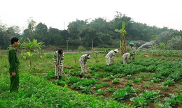 Cân nhắc trả tiền công cho phạm nhân khi tham gia lao động ngoài trại giam