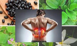 Thận yếu là gì? Nên dùng thảo dược nào hỗ trợ người bị thận yếu?