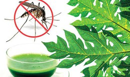 6 cách hỗ trợ điều trị sốt xuất huyết nhẹ tại nhà
