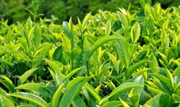 Trị một số bệnh thông thường từ lá chè