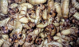 Ăn ve sầu, dễ nhiễm độc tố khó phân hủy