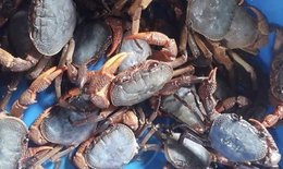 Đua nhau săn đặc sản cua đá, giá gần 300.000 đồng/kg