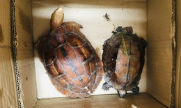 Khởi tố vụ mua bán 2 cá thể rùa quý hiếm ở Quảng Trị
