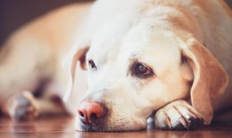 WHO kêu gọi cảnh giác sau khi phát hiện chó lây bệnh đậu mùa khỉ từ người