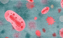 WHO: Đột biến gen của virus đậu mùa khỉ có thể làm trầm trọng thêm sự lây truyền