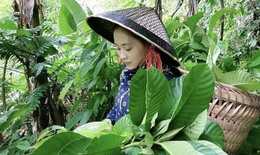 Câu chuyện về lương y người Tày