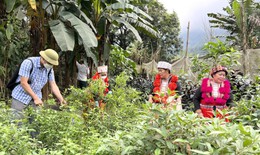 Mô hình trồng cây dược liệu dưới tán rừng, hướng đi mới hiệu quả cho người dân vùng sâu