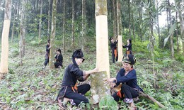 Chưa phát huy đúng mức tiềm năng cây thuốc và tri thức y dược cổ truyền trong đồng bào dân tộc thiểu số