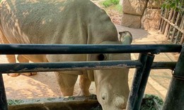 Nghệ An: Điều tra 6 cá thể tê giác chết tại một khu du lịch sinh thái