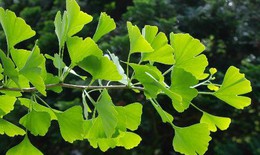 Bạch quả trong điều trị rối loạn tuần hoàn