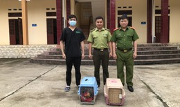 Cứu hộ khẩn cấp hai cá thể Cầy vằn bắc quý hiếm sắp bị đem bán