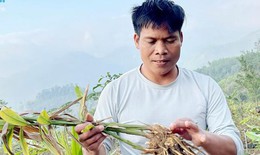 Bảo tồn và phát triển cây dược liệu ở vùng núi Quảng Ngãi