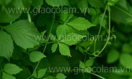 Hành trình hơn 1 thập kỷ đem cây thuốc quý cho đời