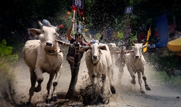 Gay cấn 'nảy lửa' trong lễ hội đua bò ở An Giang