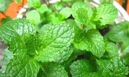 Bạc hà - vị thuốc thông dụng chữa nhiều bệnh