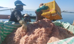 Ra biển vớt "lộc trời" ngày giáp Tết, ngư dân Hà Tĩnh thu tiền triệu mỗi ngày