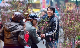 Cách chọn đào, quất đẹp đúng chuẩn đón Tết