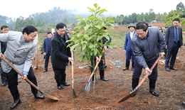 Thủ tướng Chính phủ dâng hương tưởng nhớ Chủ tịch Hồ Chí Minh và phát động Tết trồng cây Xuân Quý Mão