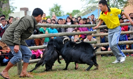 Ngày xuân, trải nghiệm hội chọi dê của người H’Mông