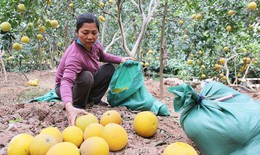 Loạn giá bưởi Diễn trước Tết Nguyên đán Quý Mão 2023