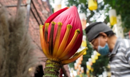 Hoa chuối từ bản xuống phố thành thú chơi sang dịp Tết Nguyên Đán