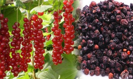 3 m&#243;n ăn b&#224;i thuốc từ ngũ vị tử trị mất ngủ v&#224; tăng cường sức khỏe