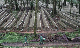 Nhiều địa phương tho&#225;t ngh&#232;o nhờ trồng dược liệu 