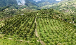 Khánh Hòa đẩy mạnh thu hút đầu tư vùng đồng bào dân tộc thiểu số