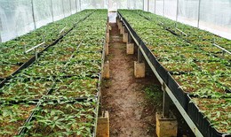 Đưa khoa học, công nghệ để phát triển sâm Việt Nam là sản phẩm chủ lực trong lĩnh vực y dược