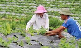 Các giai đoạn cần thiết để khai thác giá trị của cây dược liệu