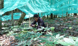 Xây dựng Kon Tum thành vùng phát triển dược liệu quý bền vững
